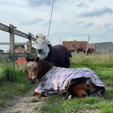 Zomervakantie: Kinderkamp: Pony's en boerderijdieren